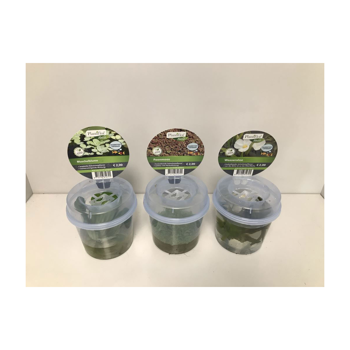 Plantiflor Schwimmpflanzen im Becher Topf Durchmesser 13 cm