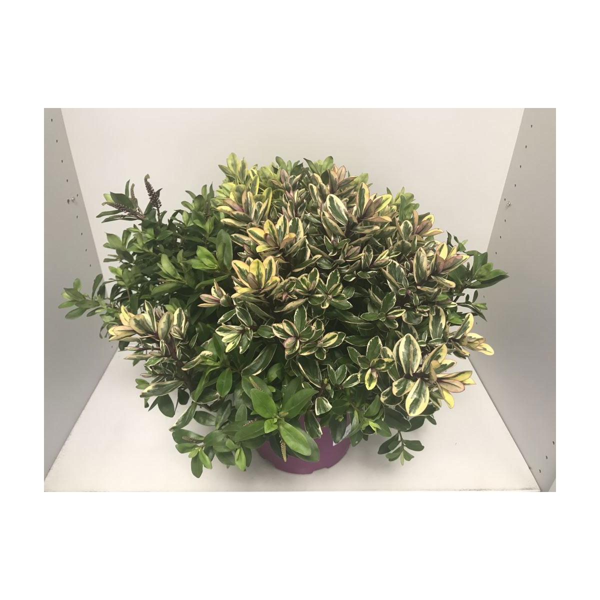 Plantiflor  Strauchveronika