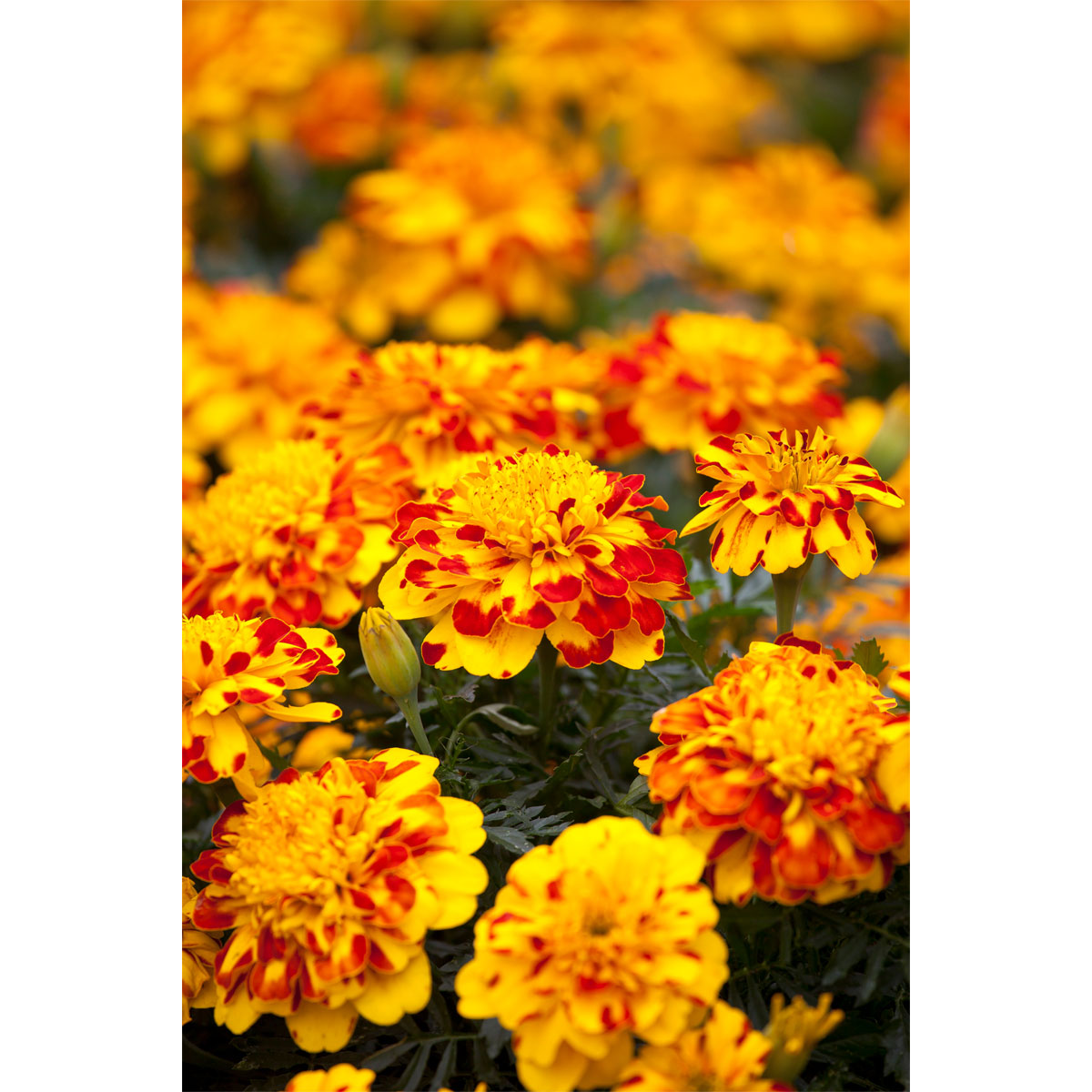 Plantiflor  Tagetes Topf Durchmesser 10,5 cm Bild 4