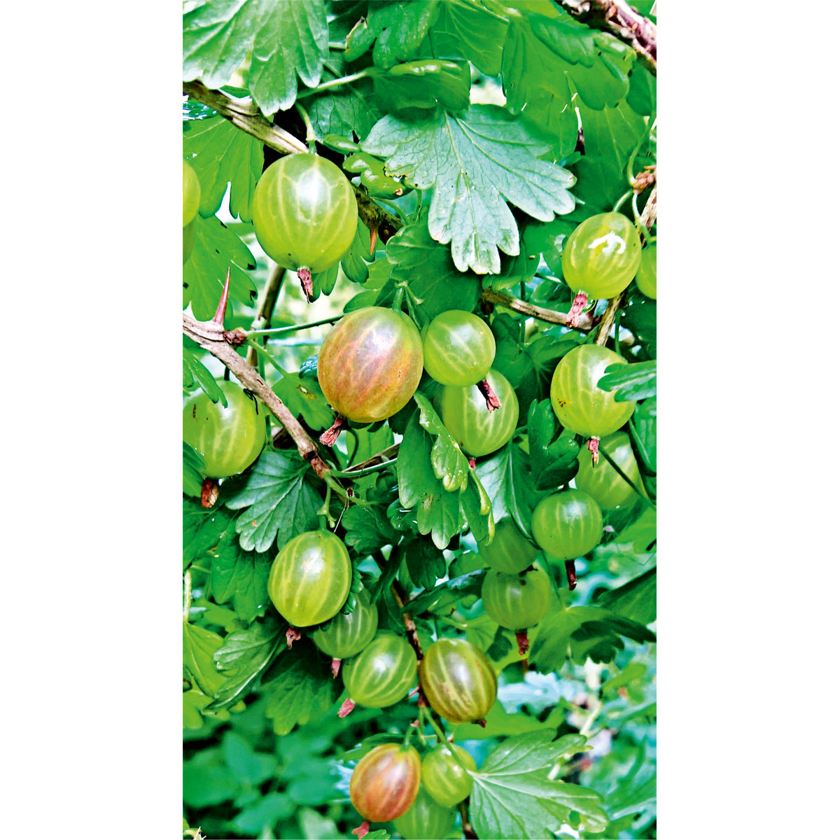 Plantiflor  Stachelbeerstrauch gelb Topf Durchmesser 17 cm Plantiflor  Stachelbeerstrauch gelb Topf Durchmesser 17 cm