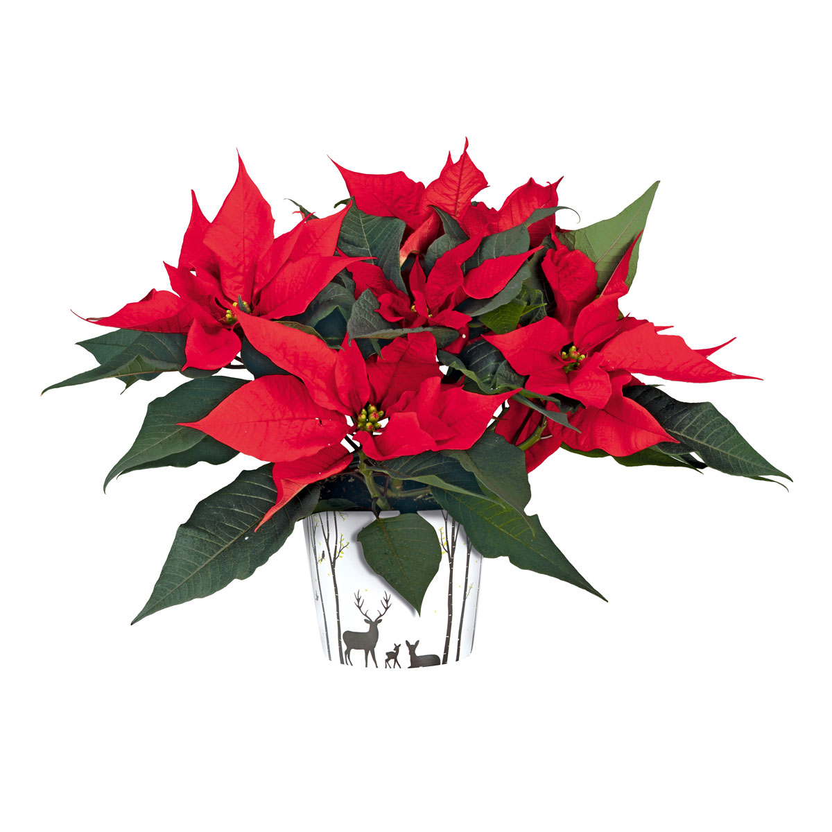 Plantiflor  Weihnachtsstern Euphorbia pulcherrima ca 35 cm Bild 1