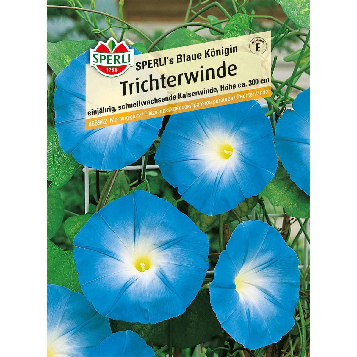 Sperli Trichterwinde s Blaue Königin Bild 1
