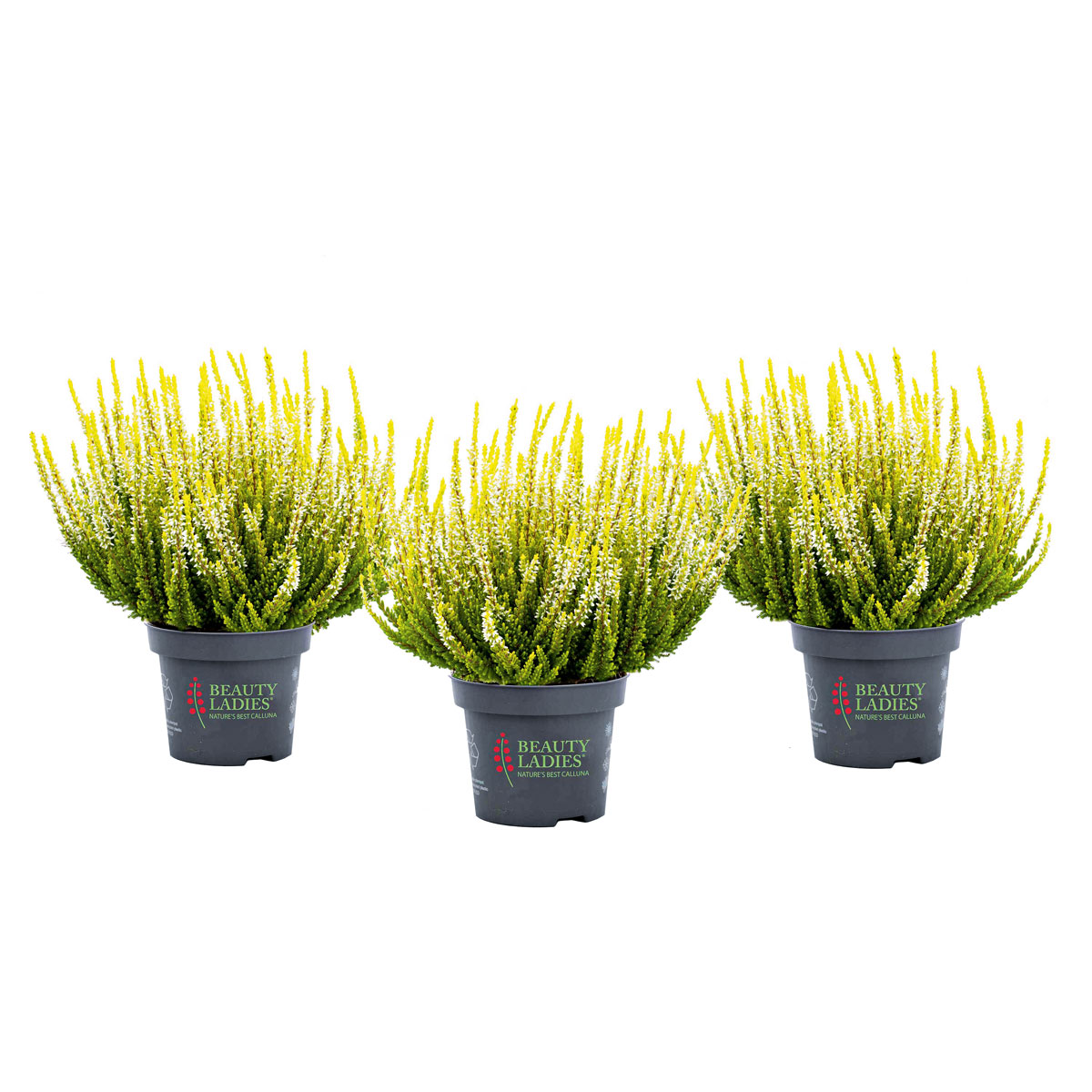 Plantiflor  Knospenheide Beauty Ladies Topf Durchmesser 9,5 cm Bild 3