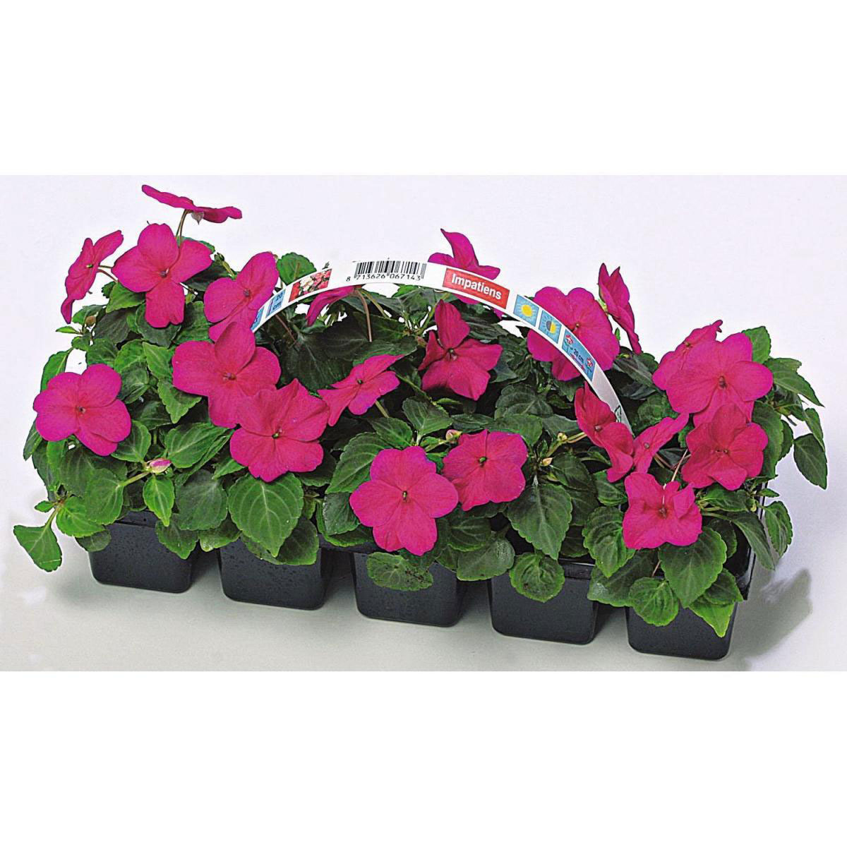 Plantiflor  Fleißiges Lieschen Impatiens 10er Tray