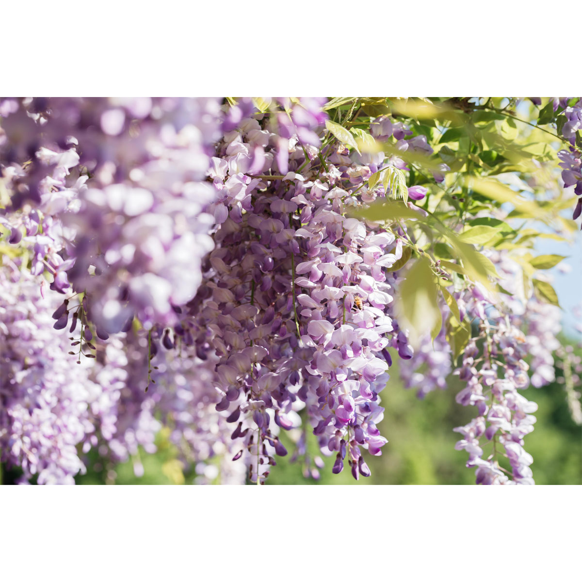 Plantiflor Chinesischer Blauregen Topf Durchmesser 17 cm Bild 1