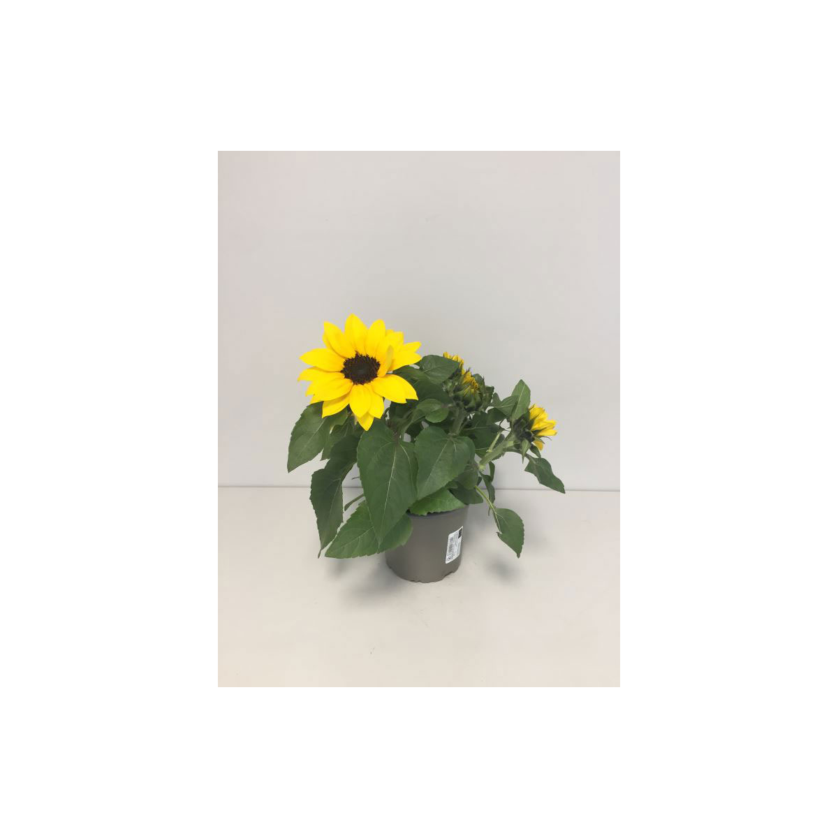 Plantiflor  Sonnenblume T13 Plantiflor  Sonnenblume T13