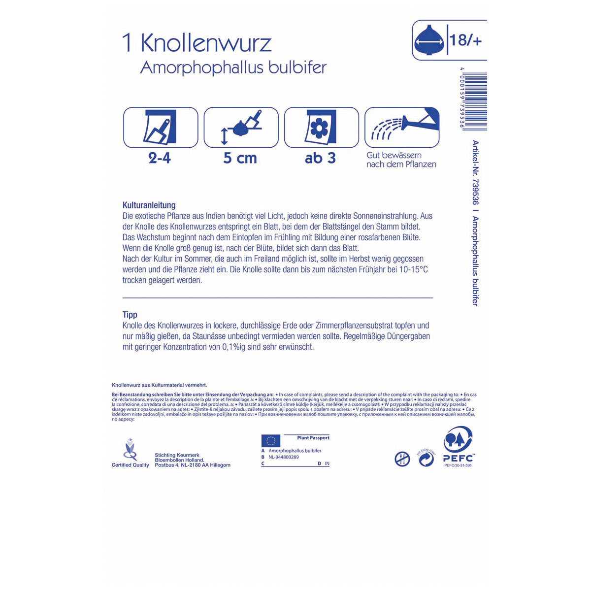 Kiepenkerl Knollenwurz Größe 18+ 1 Stück Bild 2