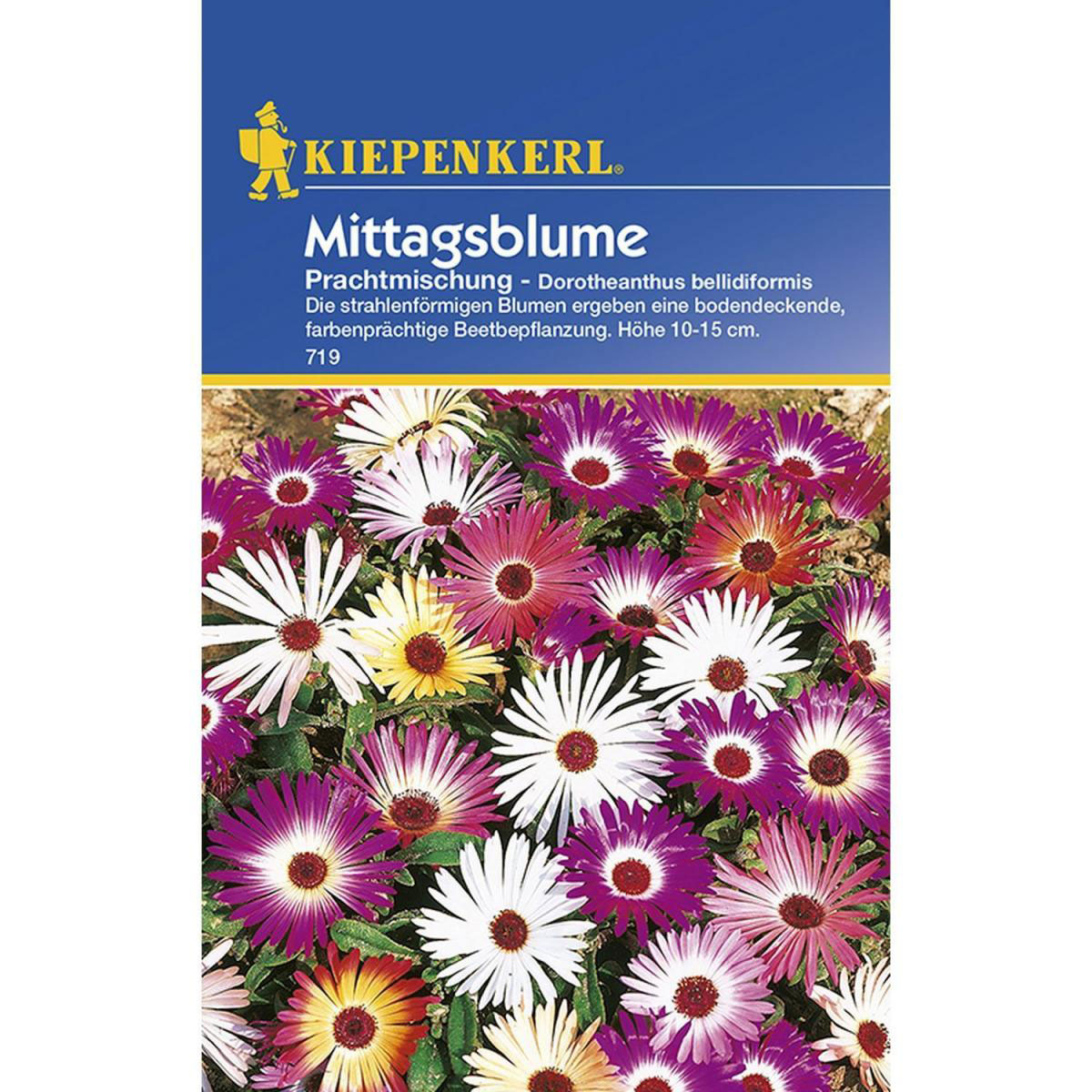 Kiepenkerl Mittagsblumen Dorotheantus Mischung