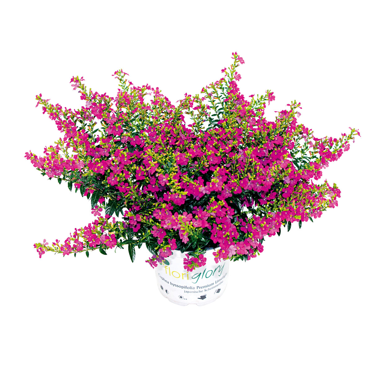 Plantiflor  Japanische Scheinmyrthe Flori Glory Topf 11 cm Bild 1