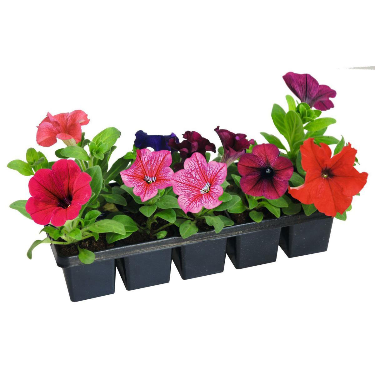 Plantiflor  Beet- und Balkonpflanzen Sommerblumen 10er-Pack Bild 1