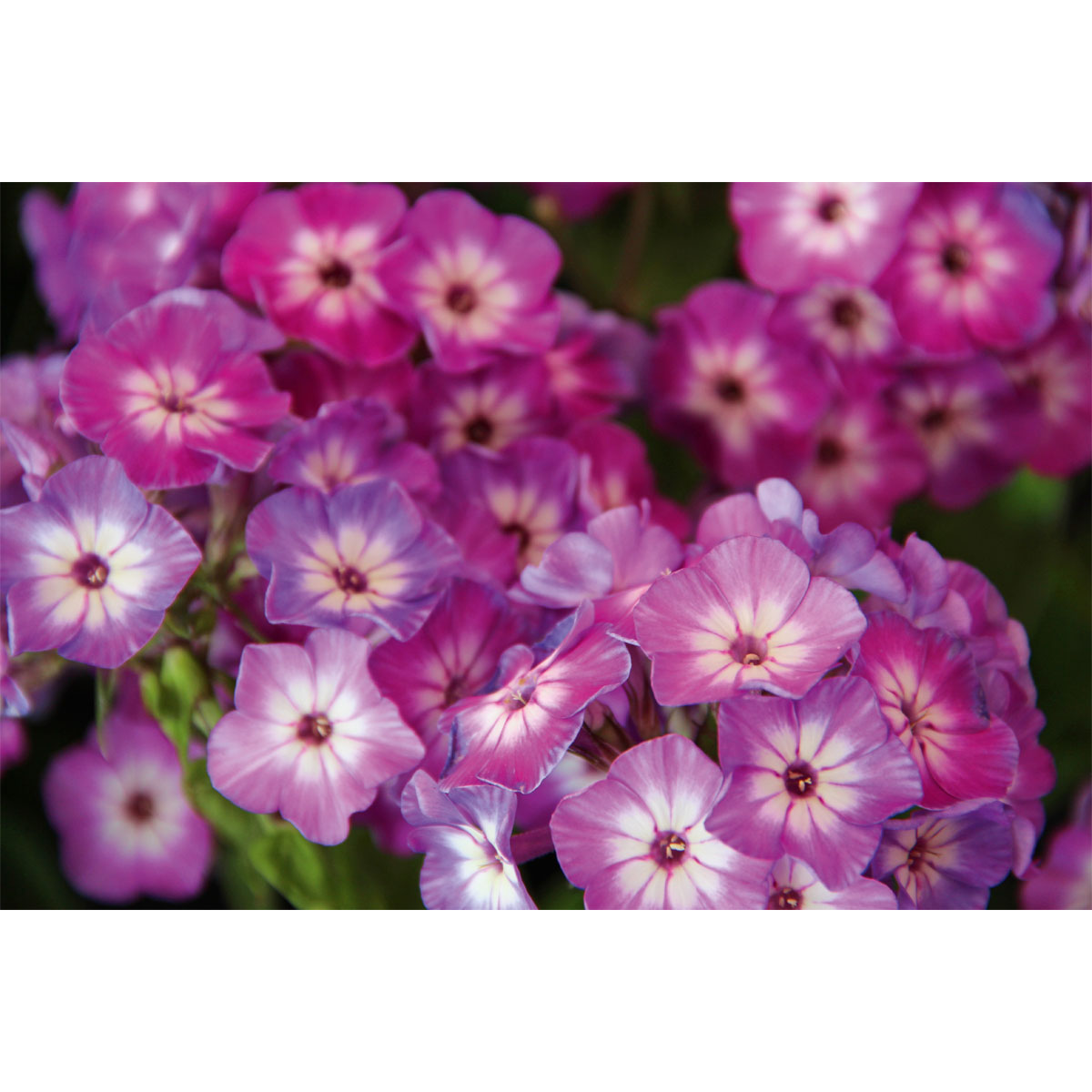 Plantiflor Hohe Flammenblume Topf- Durchmesser 19 cm Bild 3