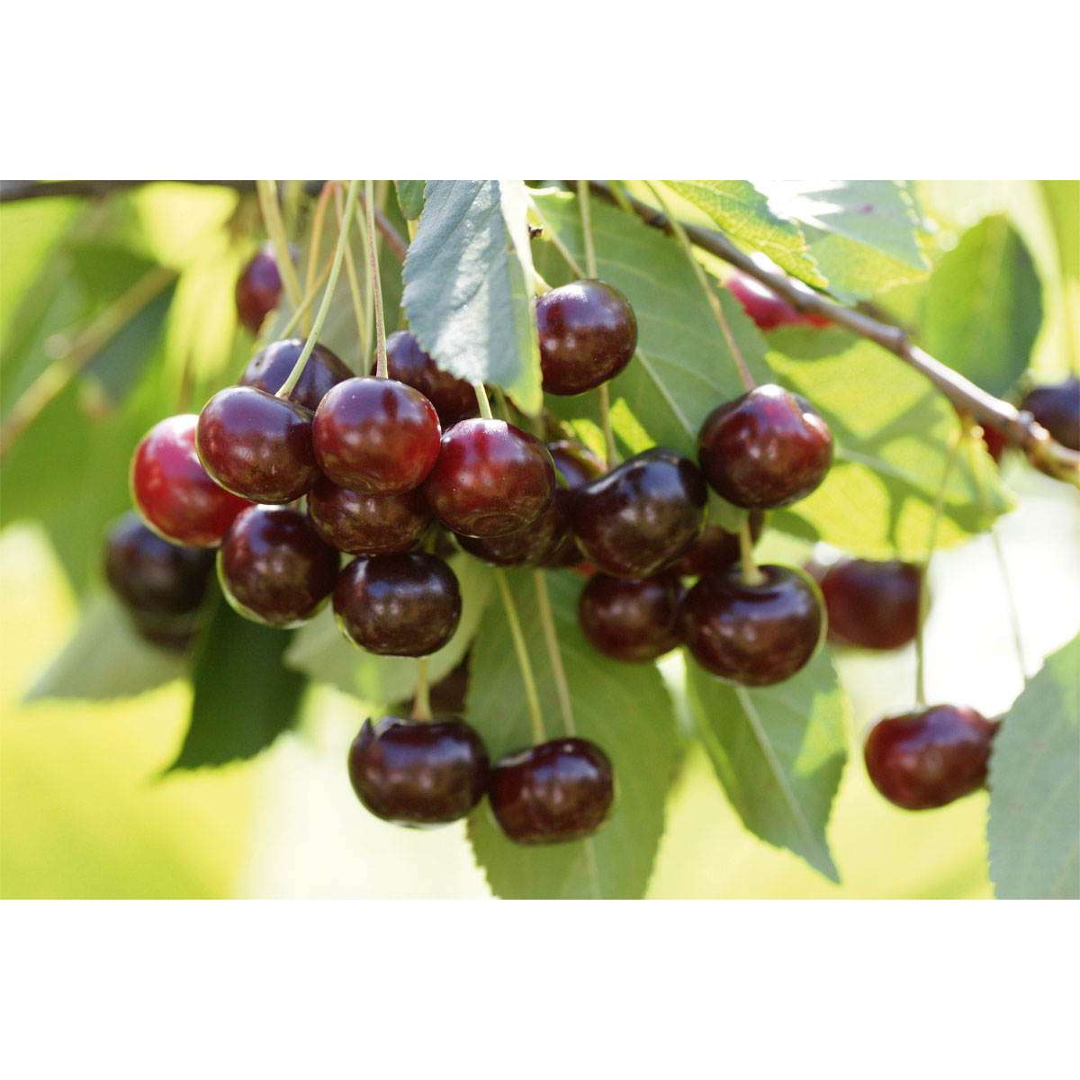 Plantiflor Süßkirsche Schneiders Späte Knorpel Busch Topf Durchmesser 28 cm