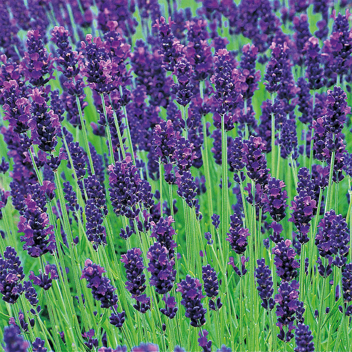 Plantiflor  Lavendel Lavandula angustifolia blühend im Topf Durchmesser 12 cm Bild 2