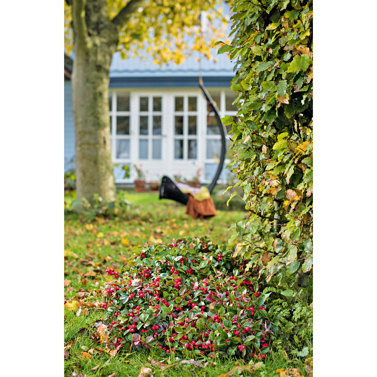 Plantiflor  Rebhuhnbeere Topf Durchmesser 10,5 cm Bild 4