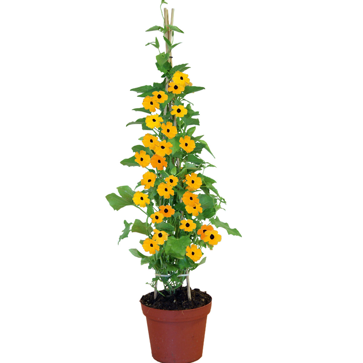 Plantiflor  Schwarzäugige Susanne Topf Durchmesser 12 cm