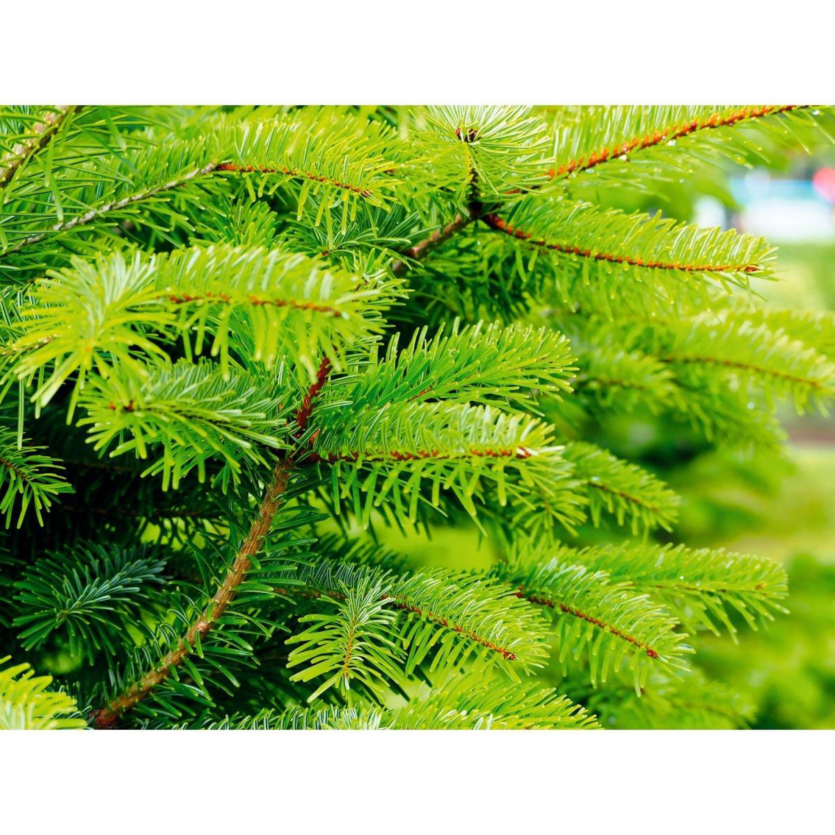 Nordmanntanne geschlagen Gold 120-150cmgrün Bild 2