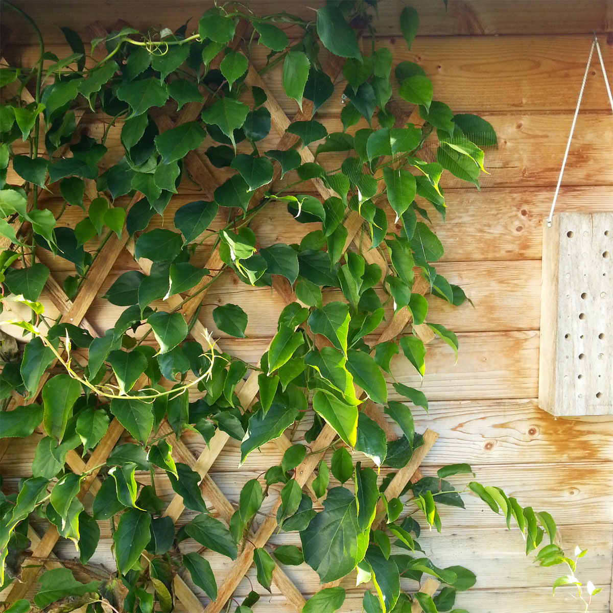 Windhager  Holz-Spalier 120x180 cm Bild 3