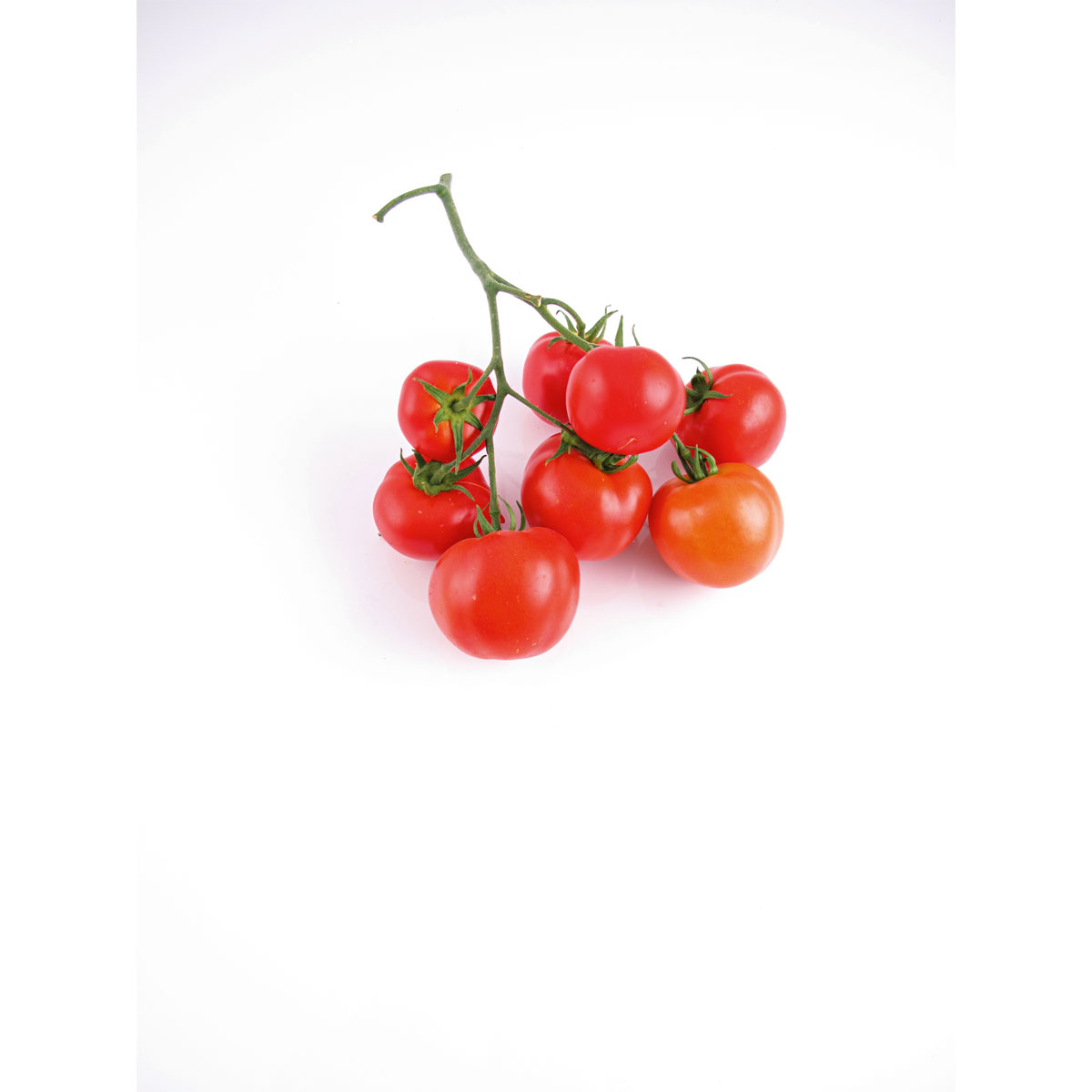 Plantiflor Veredelte Salattomate Topf Durchmesser 12 cm Bild 7