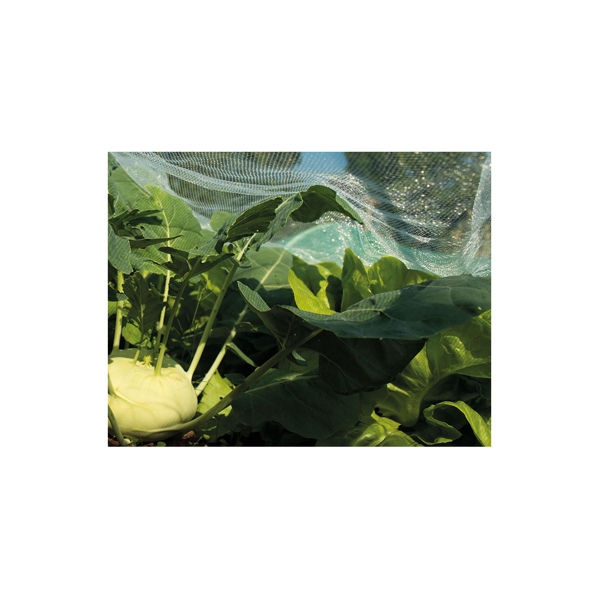 SIENA GARDEN  Insektennetz engmaschig Mono Qualität, 500x200cm