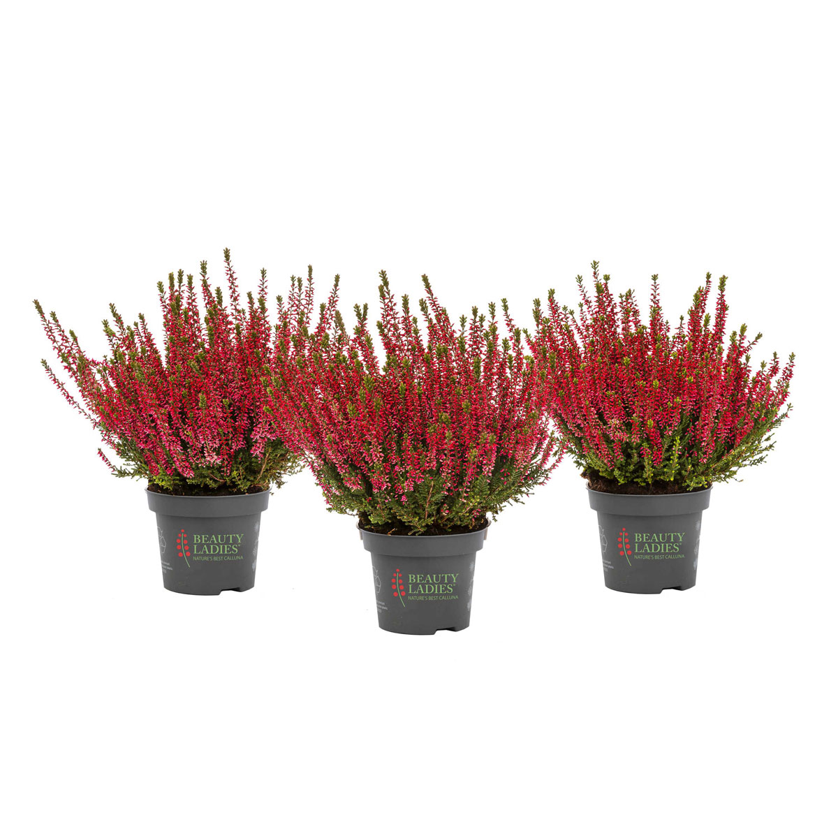 Knospenblüher Beauty Ladies Topf- Durchmesser 11 cm Bild 4