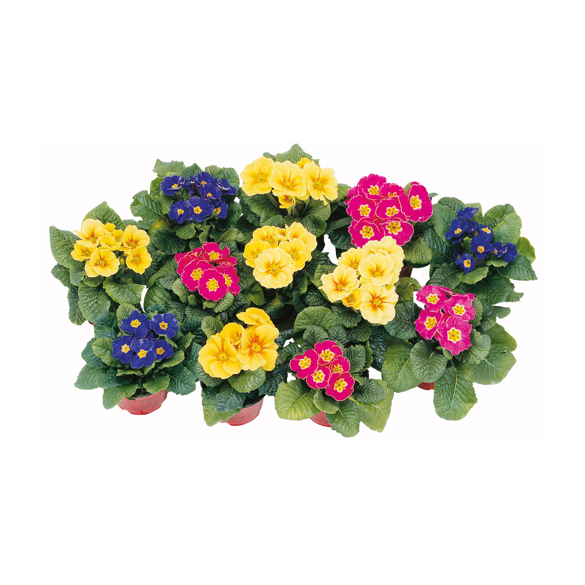 Plantiflor  Primel Topf Durchmesser 9 cm Bild 6