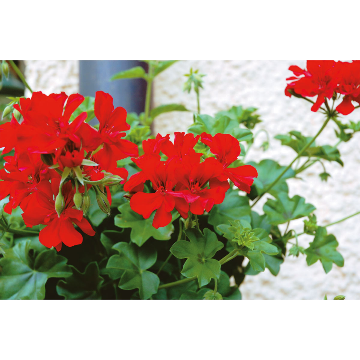 Geranie hängend verschieden Farben Topf Durchmesser 12 cm Bild 4