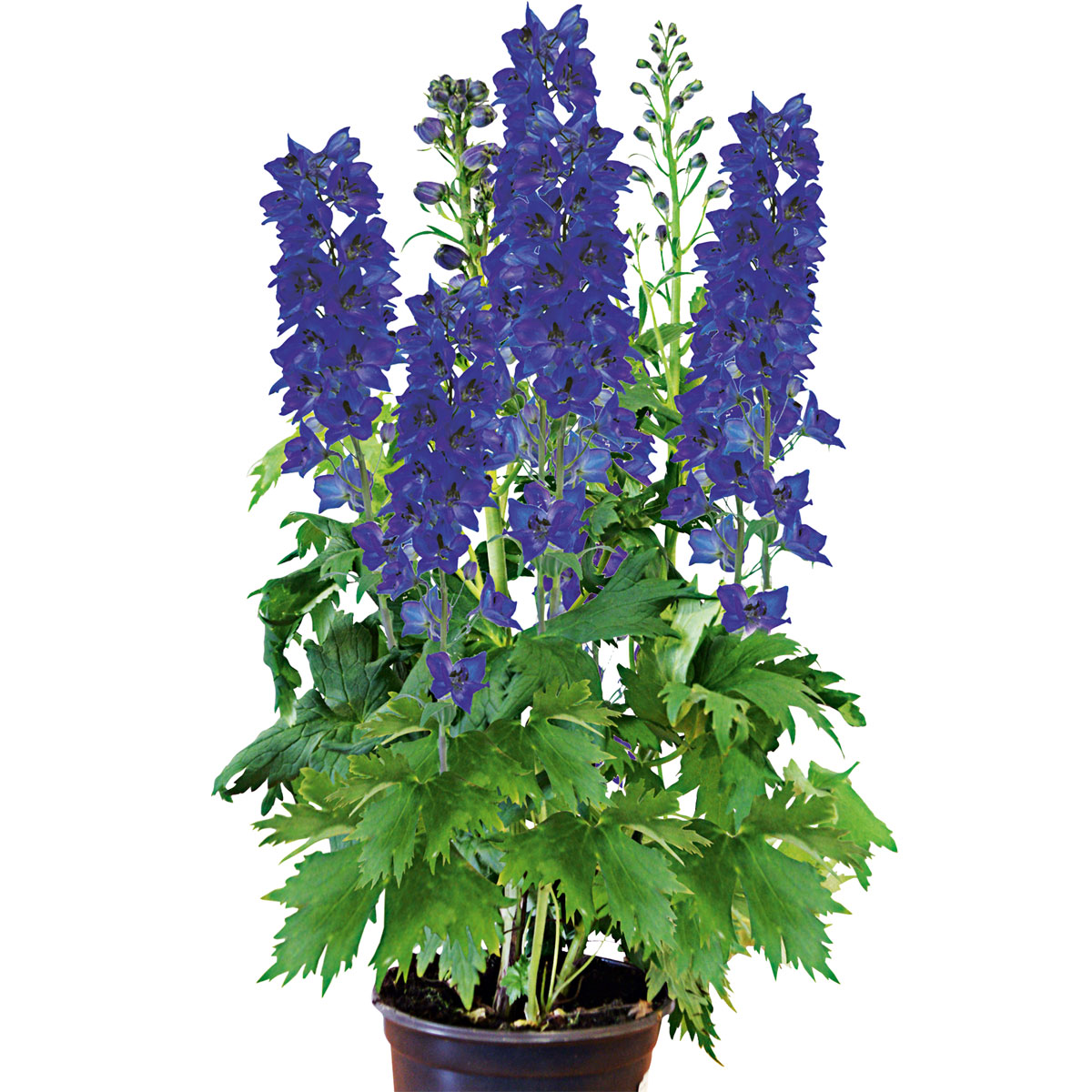 Plantiflor  Staude P19 verschiedene Sorten Bild 3