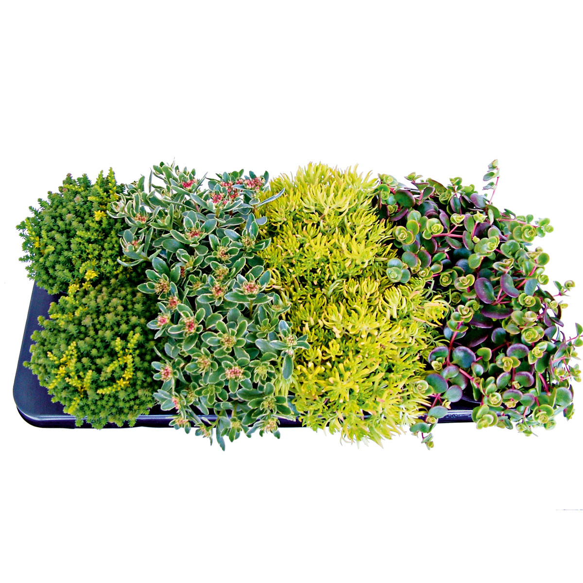 Plantiflor  Bodendecker-Stauden Pflasta la Vista Topf 13 cm