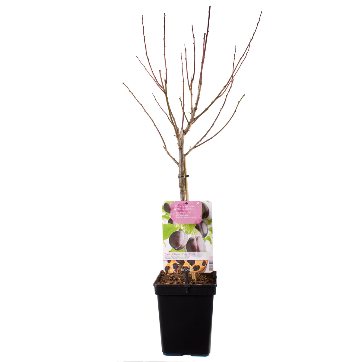 Plantiflor  Pflaumenbaum im Topf Durchmesser 30 cm Bild 1