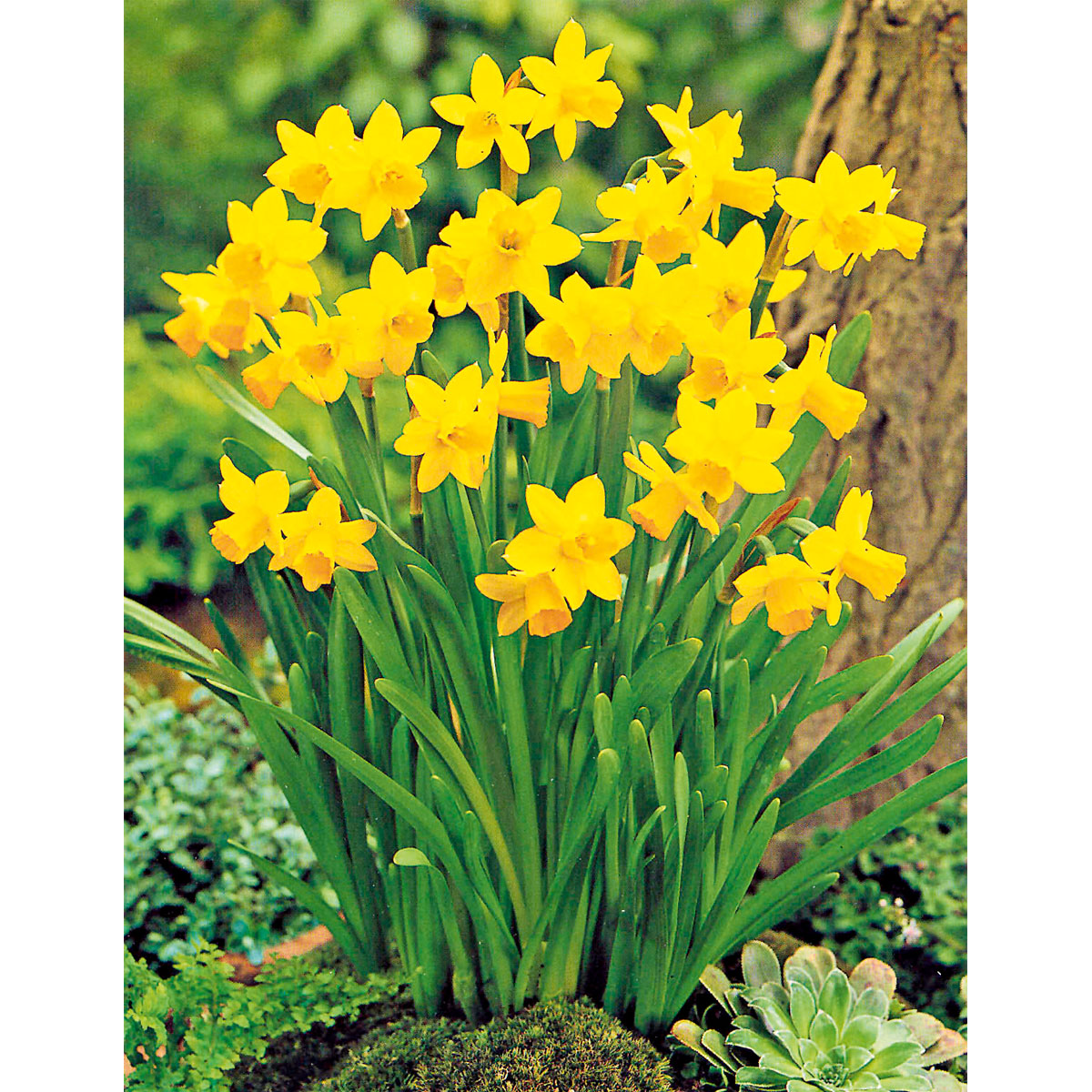 Plantiflor  Narzissen 3 Zwiebeln im Topf Durchmesser 9 cm Bild 2