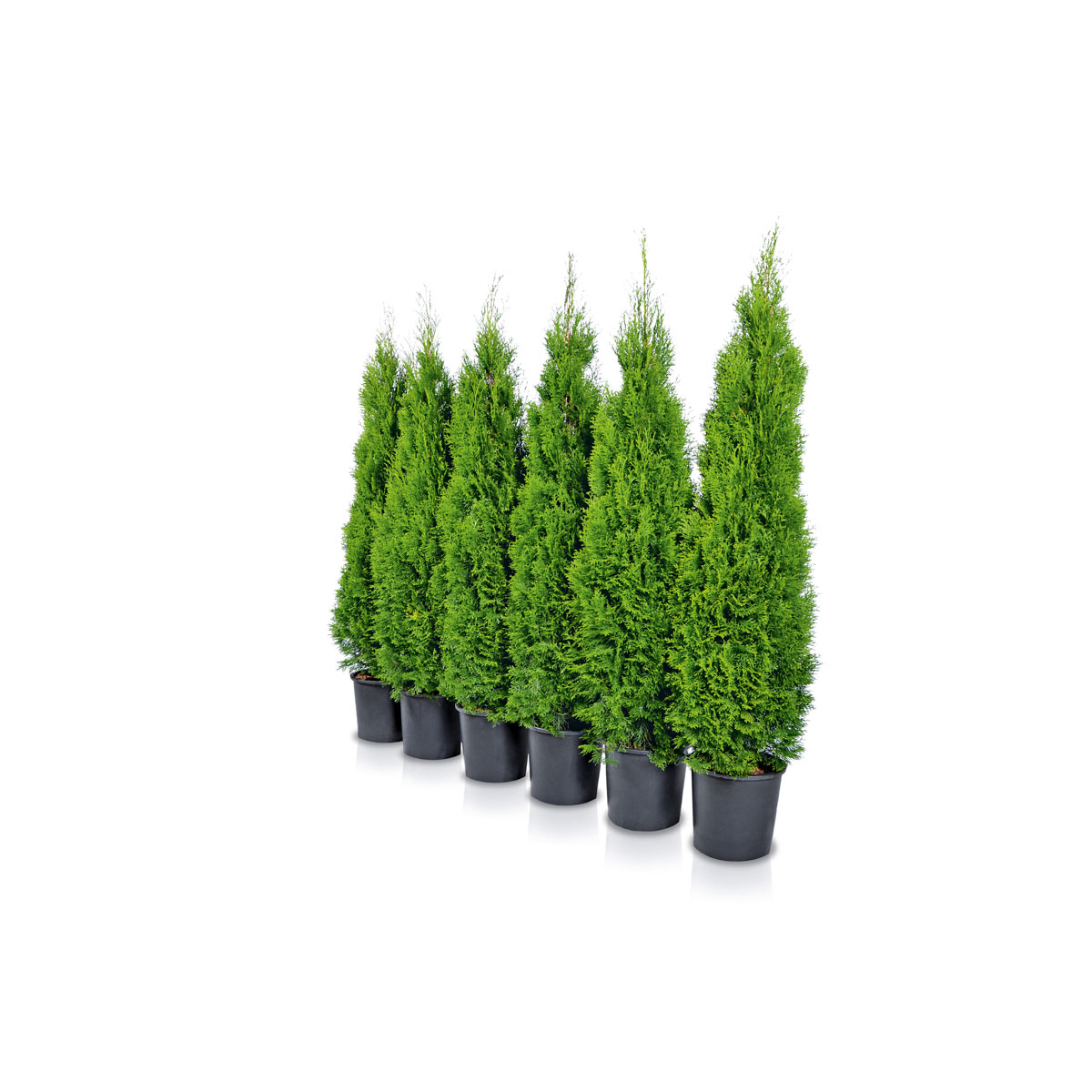 Plantiflor  Lebensbaum Thuja Topf Durchmesser 17 cm Bild 2