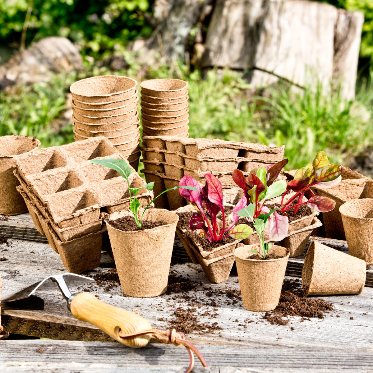 Windhager  Torf-Anzuchttöpfe 4 cm