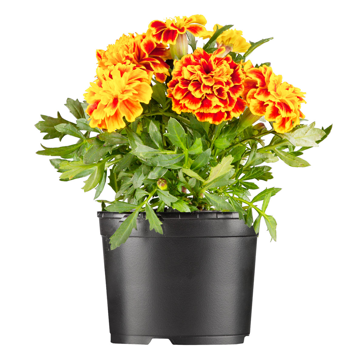 Plantiflor  Tagetes Topf Durchmesser 10,5 cm