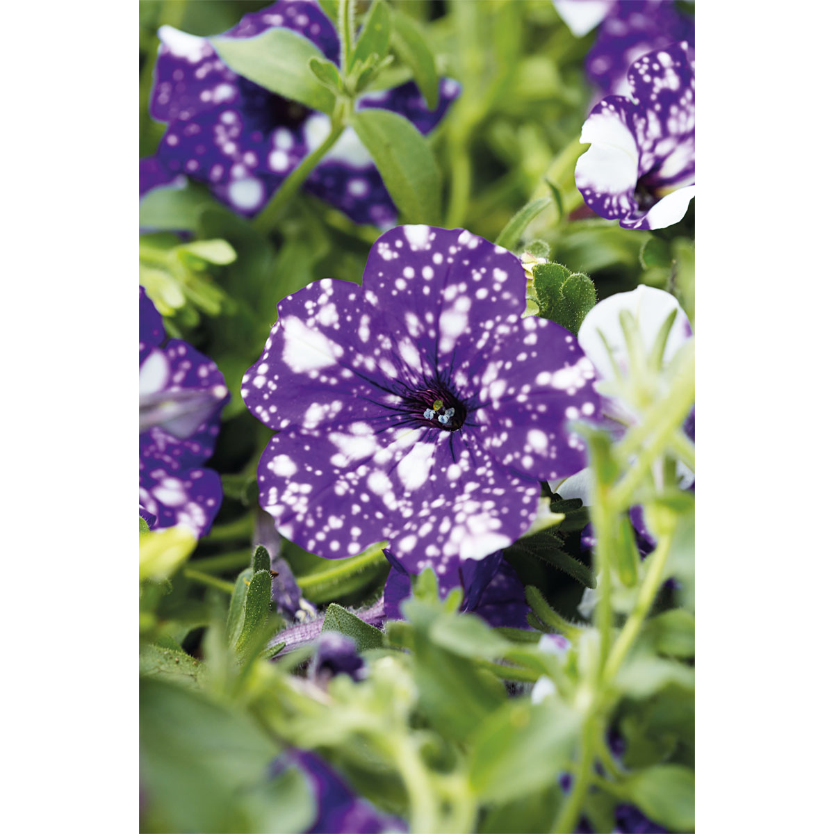 Plantiflor  Petunie Night Sky Topf Durchmesser 12 cm Bild 2