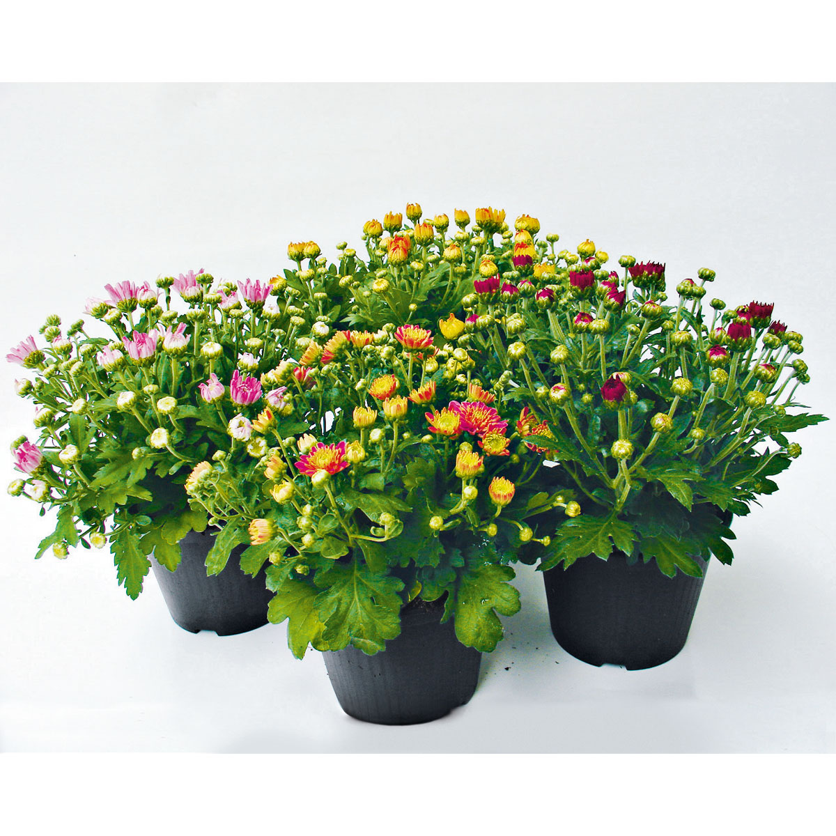 Plantiflor  Chrysanthemenbüsche Mix Topf Durchmesser 13 cm Bild 2