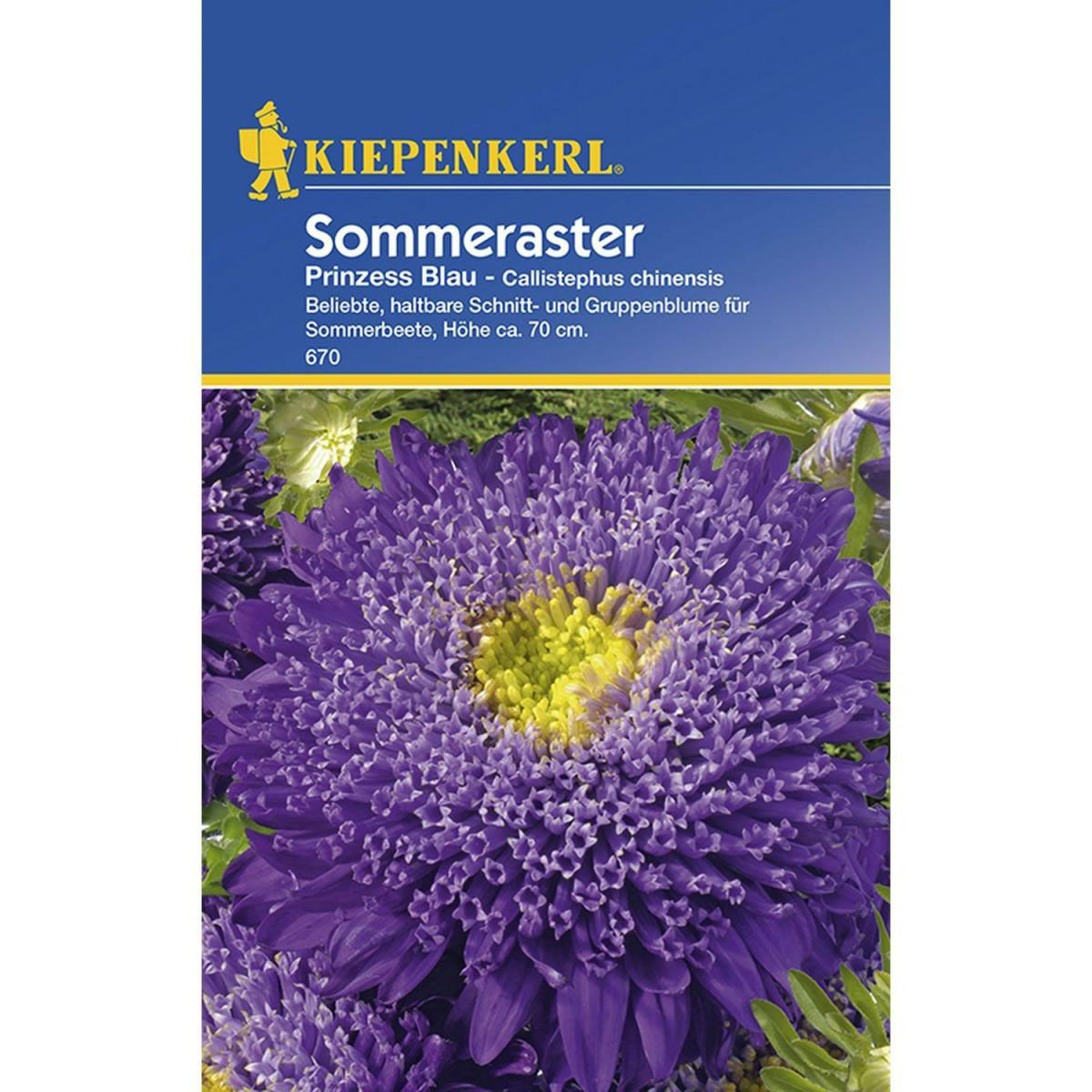 Kiepenkerl Prinzeß-Aster Callistephus blau Bild 1