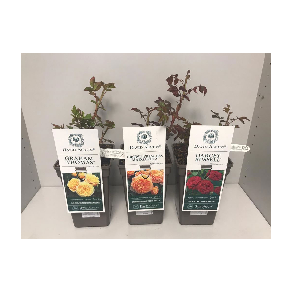 Plantiflor  David Austin Rosen-Mix Topf Durchmesser 19 cm