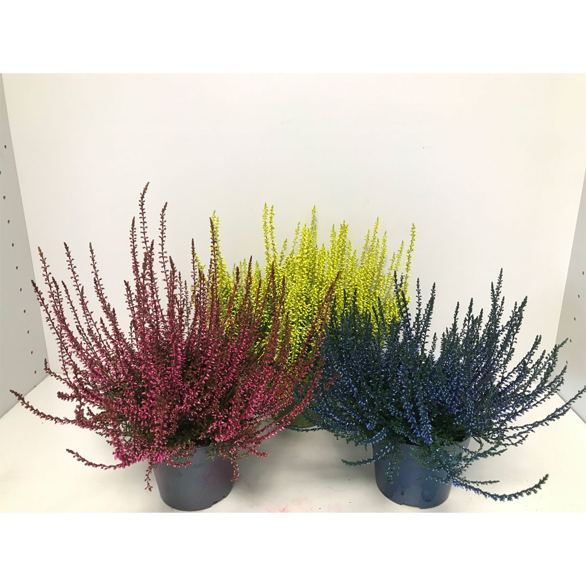 Plantiflor  Besenheide gefärbt verschiedene Farben T10,5/11 Plantiflor  Besenheide gefärbt verschiedene Farben T10,5/11