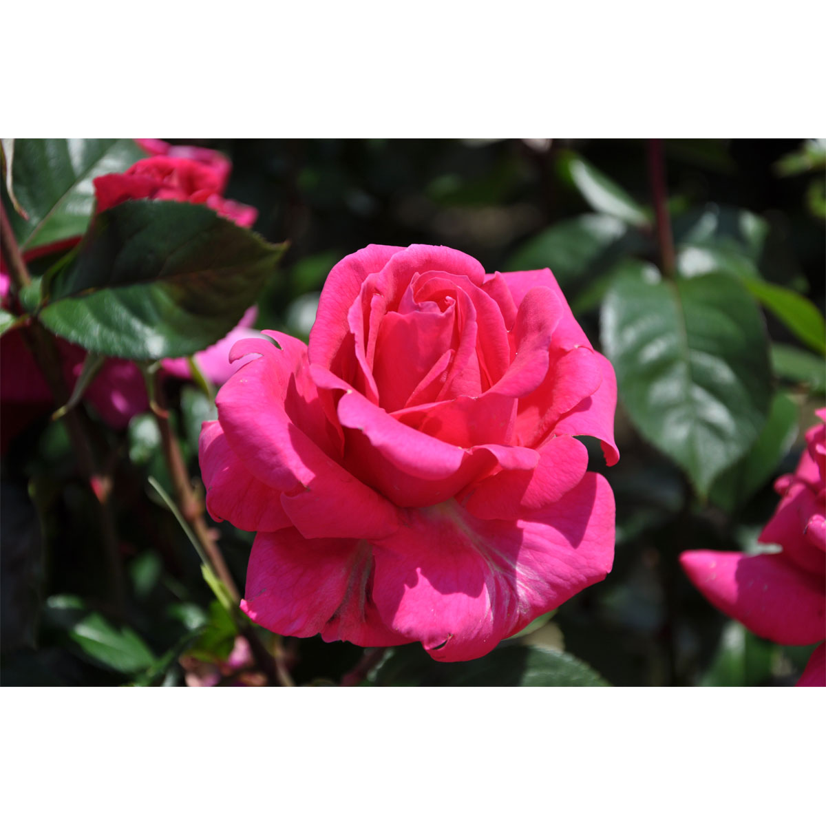 Plantiflor  Edelrose Rosa Topf Durchmesser 19 cm