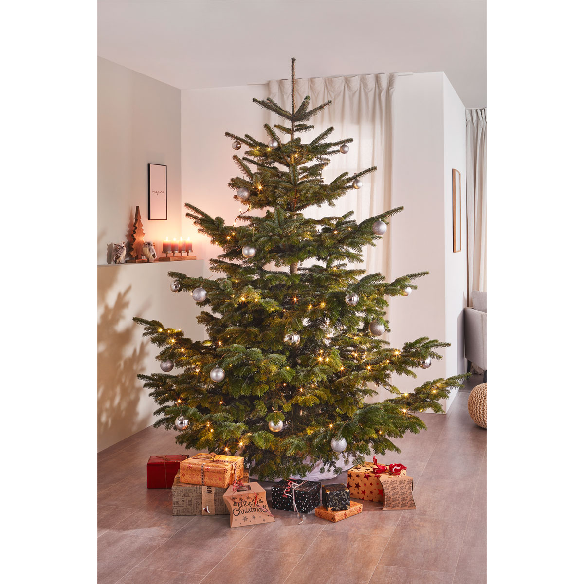 Plantiflor Nordmanntanne Silber-Qualität 200-230 cm Bild 3