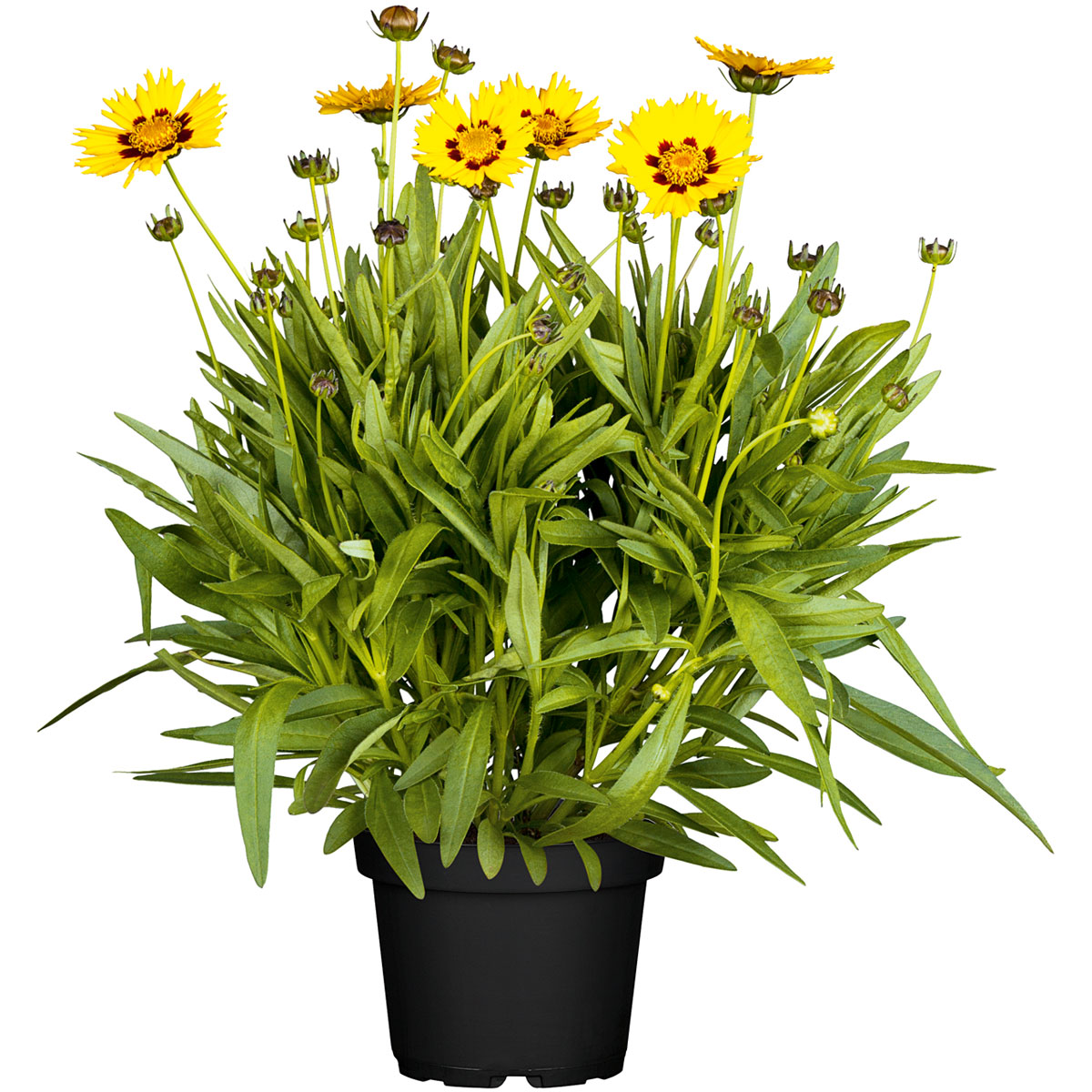 Plantiflor  Mädchenauge Topf Durchmesser 13 cm Bild 1