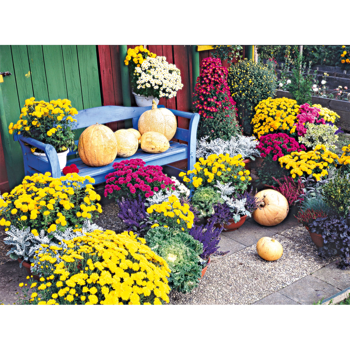 Plantiflor  Chrysanthemenbüsche Mix Topf Durchmesser 13 cm Bild 3