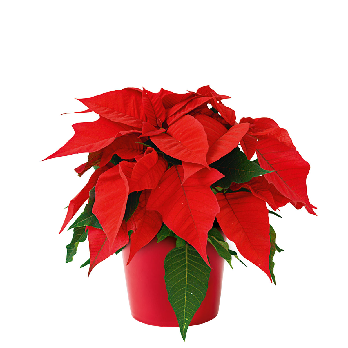 Plantiflor  Weihnachtsstern Euphorbia pulcherrima Midi Bild 1