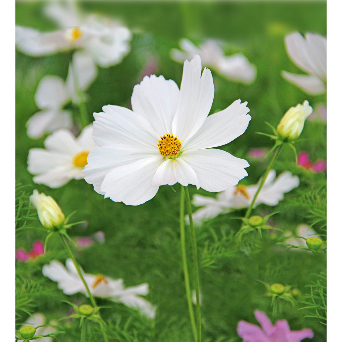 Plantiflor  Schmuckkörbchen Topf Durchmesser 13 cm Bild 2