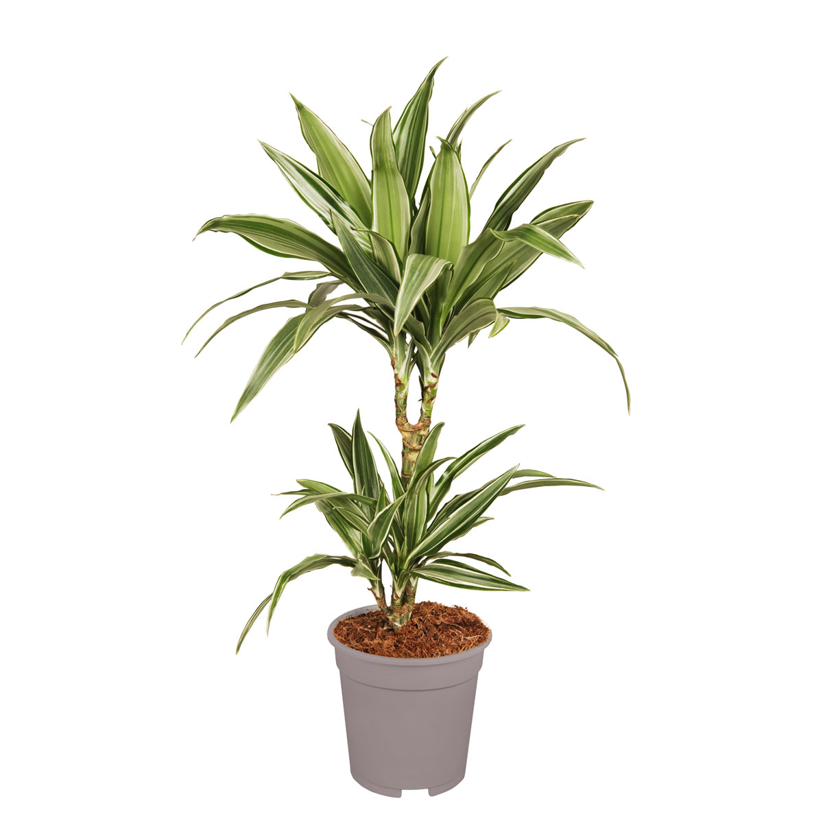 Plantiflor Drachenbaum in Sorten 60-75 cm T17