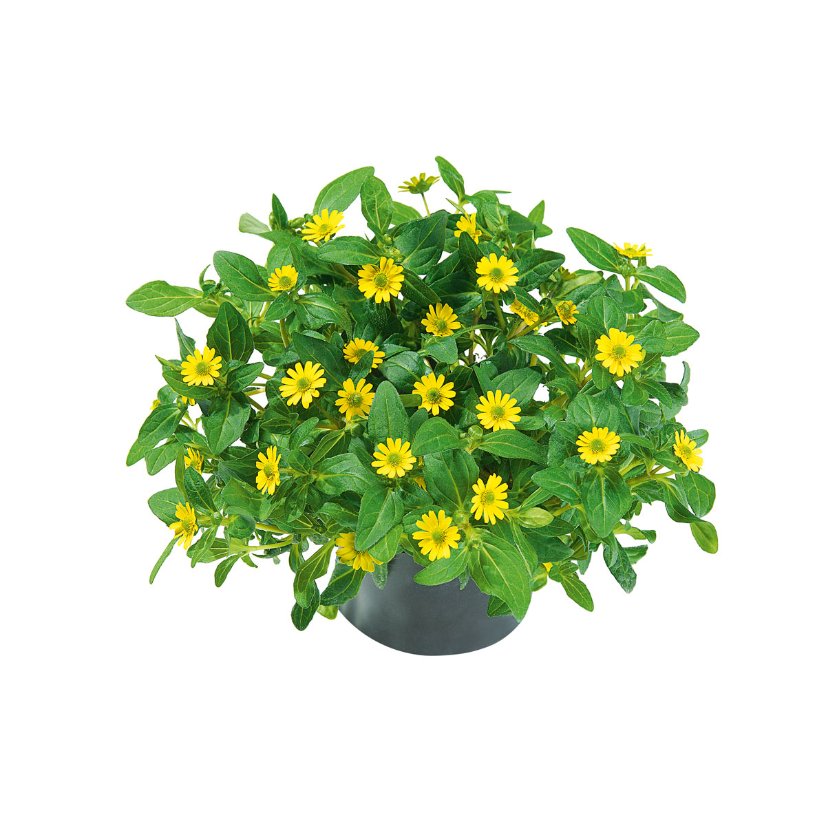 Plantiflor  Husarenknopf im Topf Durchmesser 10,5 cm