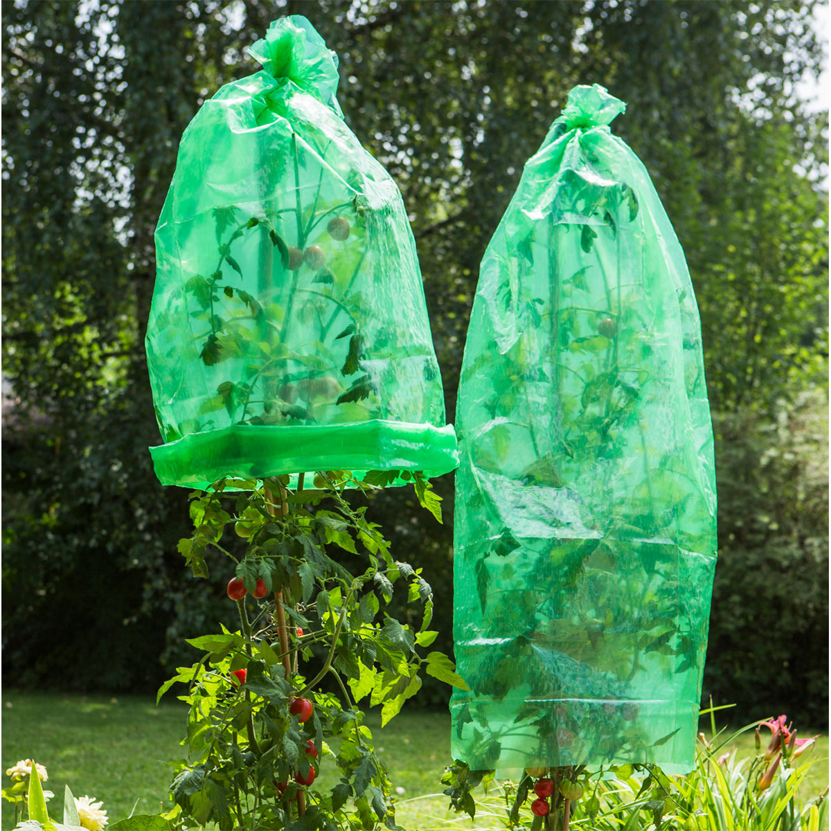 Windhager  Tomaten-Folienhaube 1,2x0,6 m 5 Stück Bild 2