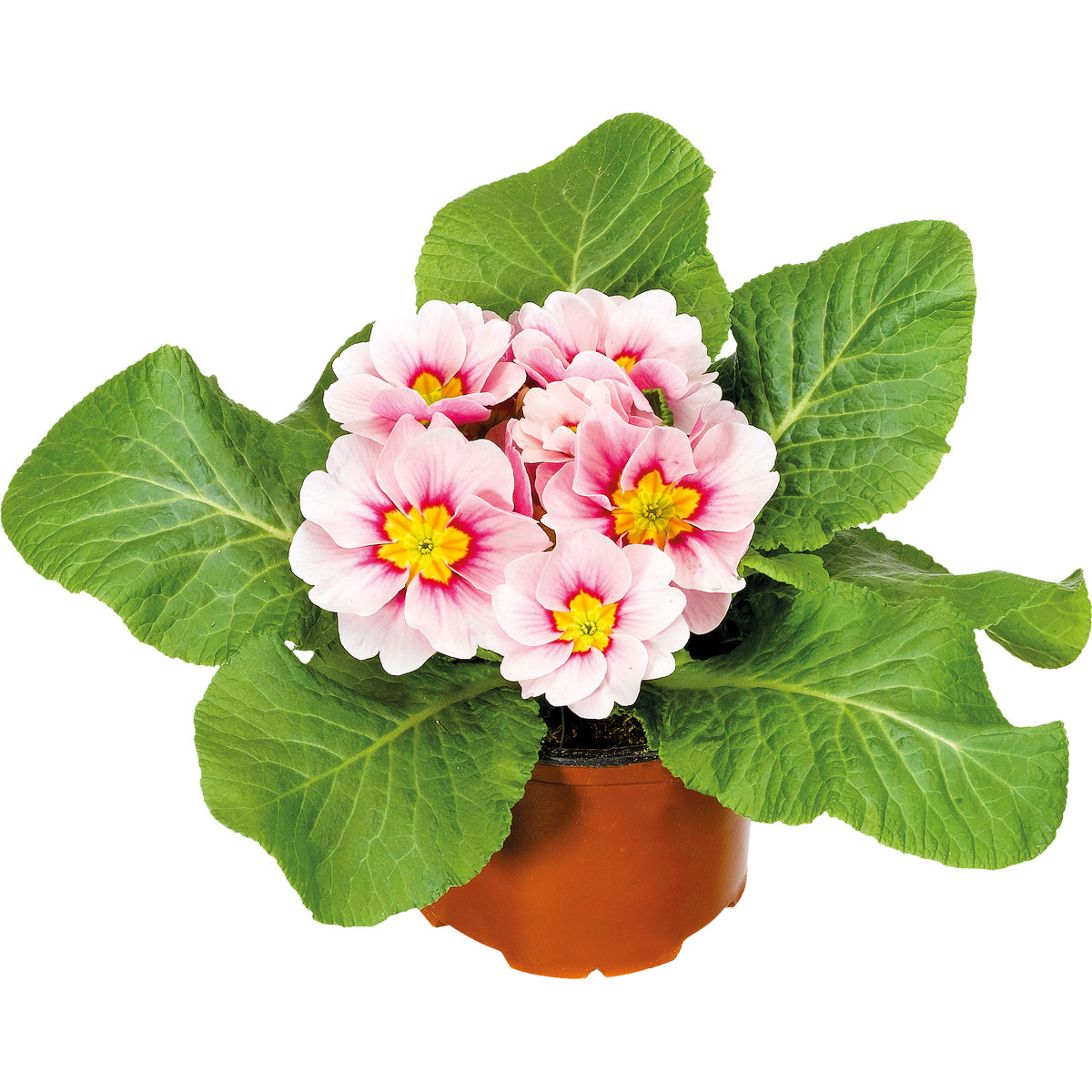 Plantiflor  Primel Topf Durchmesser 9 cm Bild 5