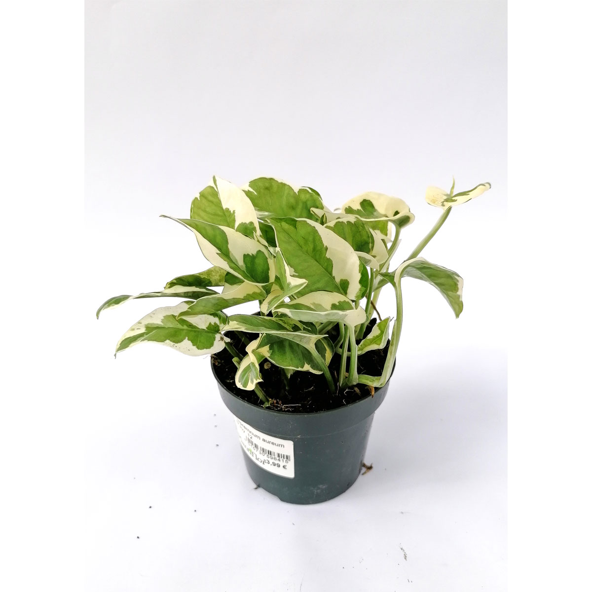 Plantiflor Efeutute Joy 15-20 cm T12