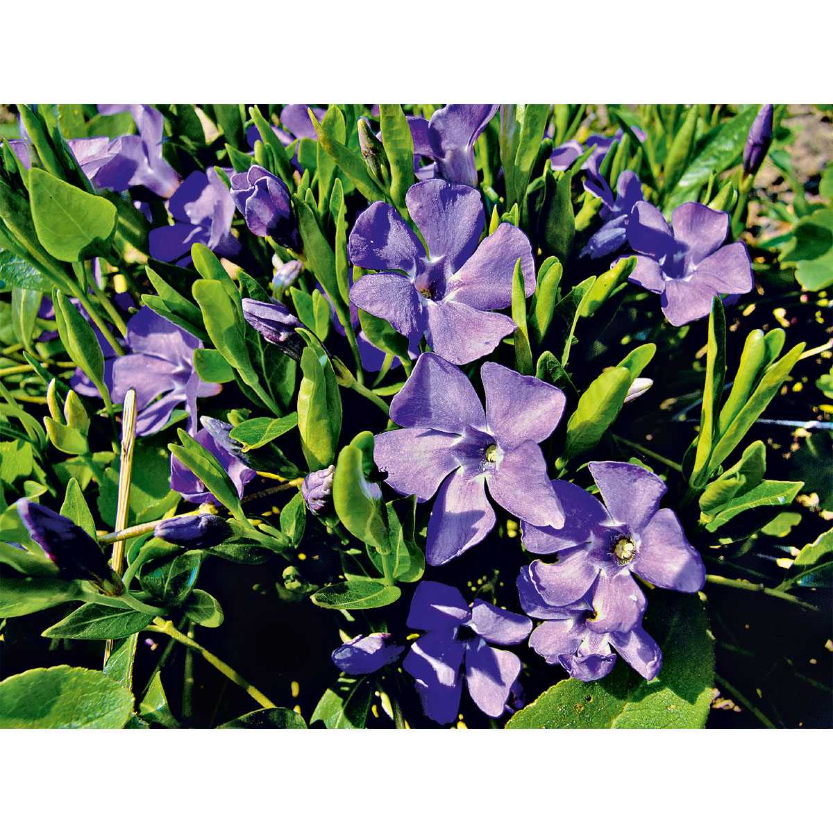 Plantiflor  Immergrün Topf Dm 9,5 cm